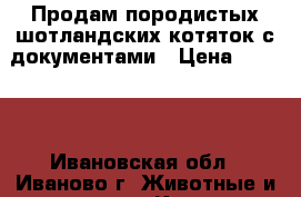 Продам породистых шотландских котяток с документами › Цена ­ 6 000 - Ивановская обл., Иваново г. Животные и растения » Кошки   . Ивановская обл.